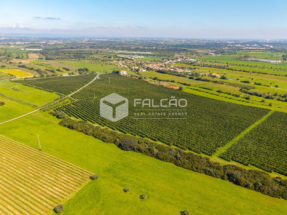 Terreno Agricola ou Rústico para Venda em Almoster Foto 5