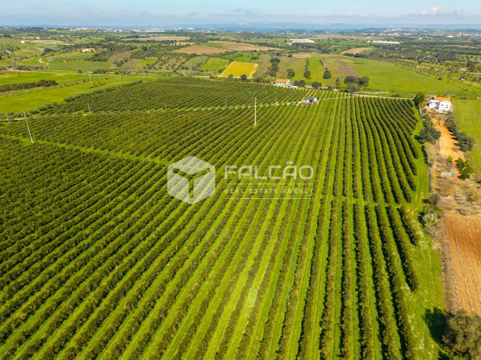Terreno Agricola ou Rústico para Venda em Almoster Foto 20