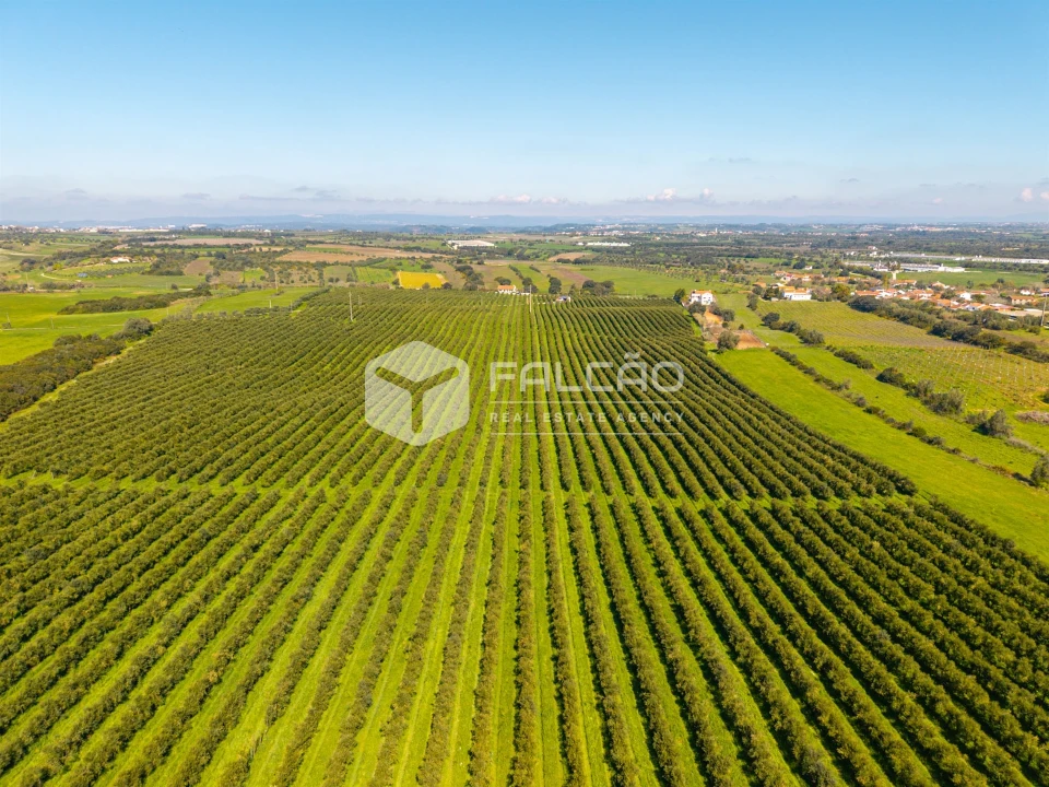 Terreno Agricola ou Rústico para Venda em Almoster Foto 19