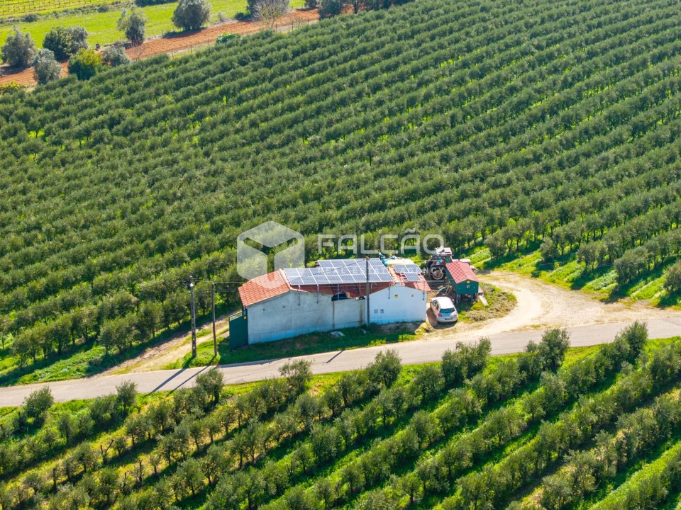 Terreno Agricola ou Rústico para Venda em Almoster Foto 27