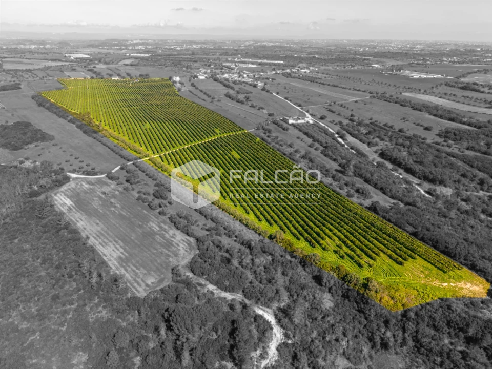 Terreno Agricola ou Rústico para Venda em Almoster Foto 9