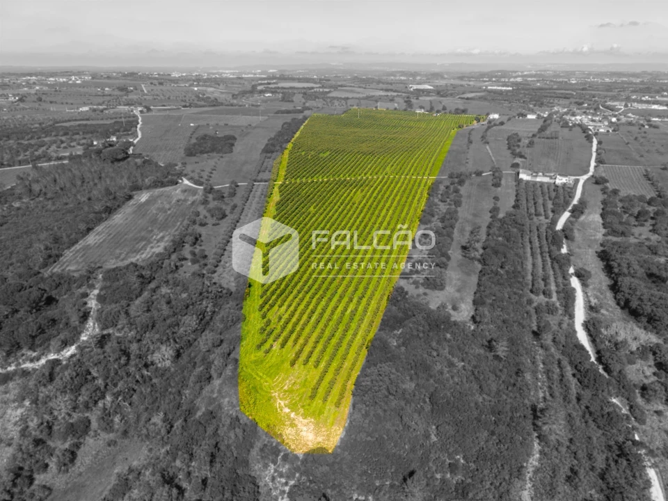 Terreno Agricola ou Rústico para Venda em Almoster Foto 13