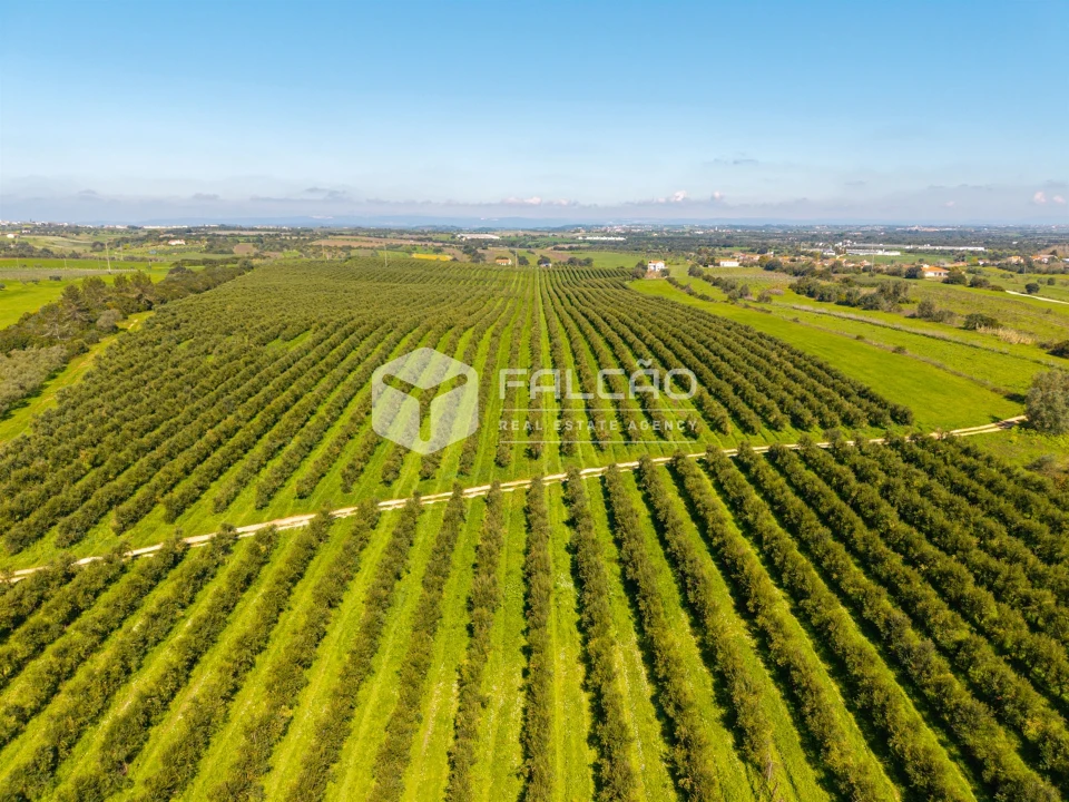 Terreno Agricola ou Rústico para Venda em Almoster Foto 17