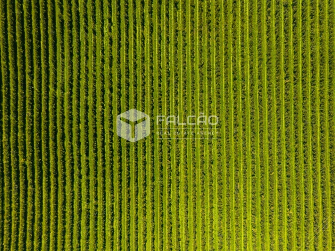 Terreno Agricola ou Rústico para Venda em Almoster Foto 2