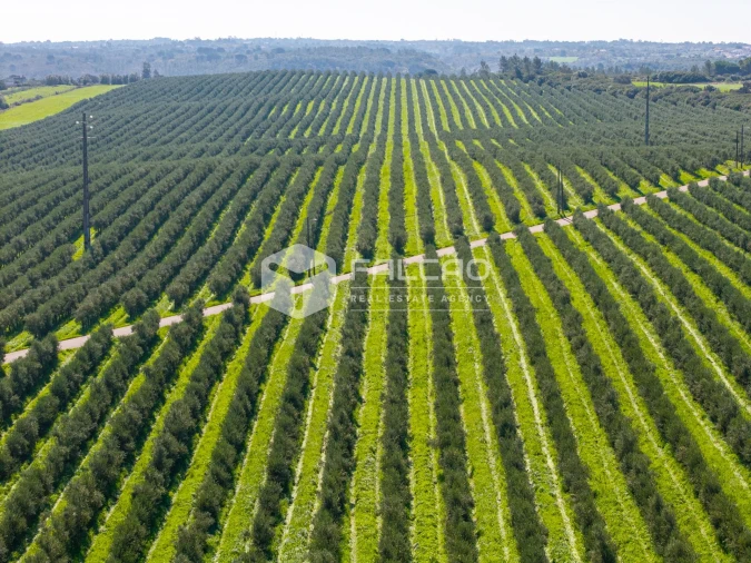 Terreno Agricola ou Rústico para Venda em Almoster Foto 28