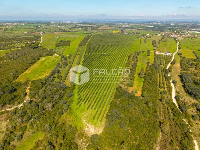 Terreno Agricola ou Rústico para Venda em Almoster Foto 14