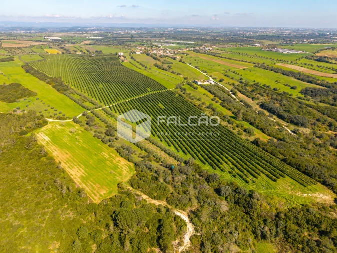 Terreno Agricola ou Rústico para Venda em Almoster Foto 10
