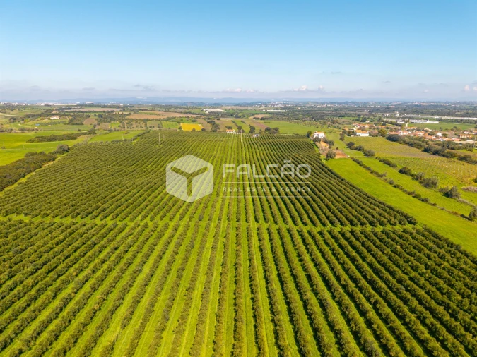 Terreno Agricola ou Rústico para Venda em Almoster Foto 19