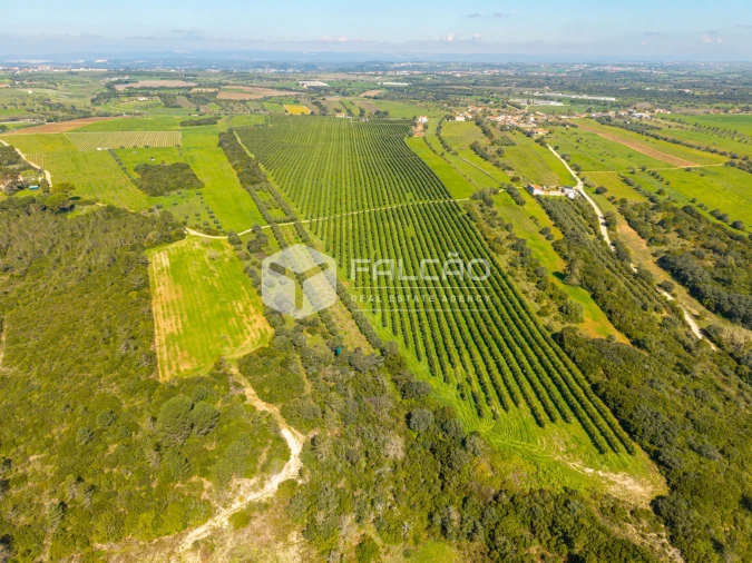 Terreno Agricola ou Rústico para Venda em Almoster Foto 12