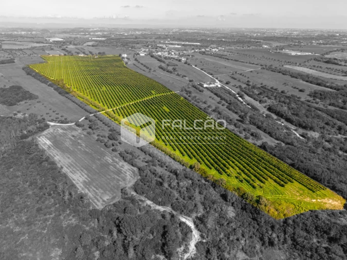 Terreno Agricola ou Rústico para Venda em Almoster Foto 9