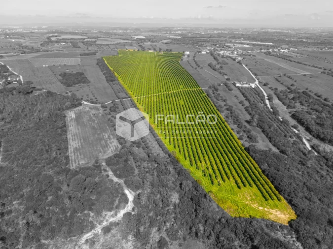 Terreno Agricola ou Rústico para Venda em Almoster Foto 11