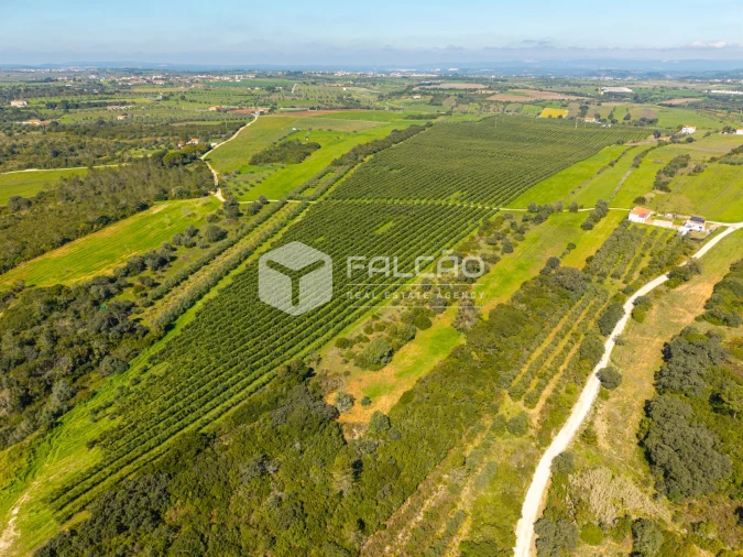 Terreno Agricola ou Rústico para Venda em Almoster Foto 15