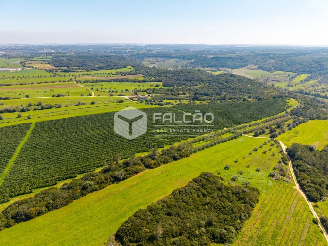 Terreno Agricola ou Rústico para Venda em Almoster Foto 6