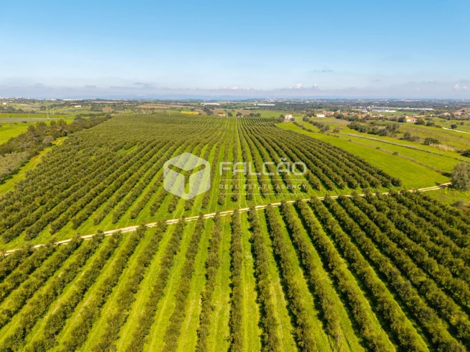 Terreno Agricola ou Rústico para Venda em Almoster Foto 17
