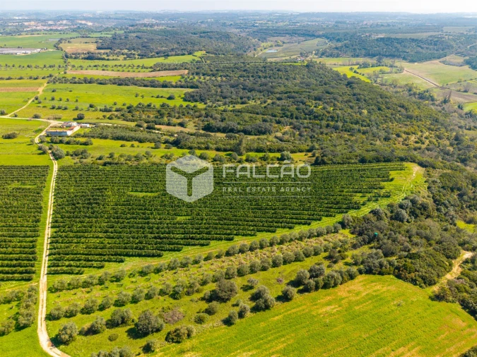 Terreno Agricola ou Rústico para Venda em Almoster Foto 8