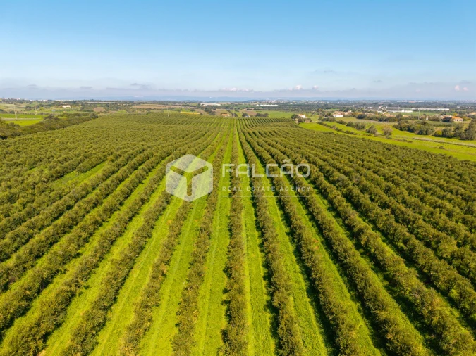 Terreno Agricola ou Rústico para Venda em Almoster Foto 18