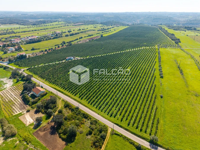 Terreno Agricola ou Rústico para Venda em Almoster Foto 26