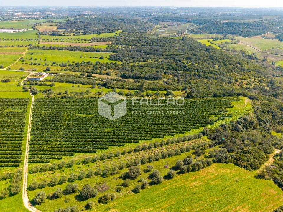 Terreno Agricola ou Rústico para Venda em Almoster Foto 8