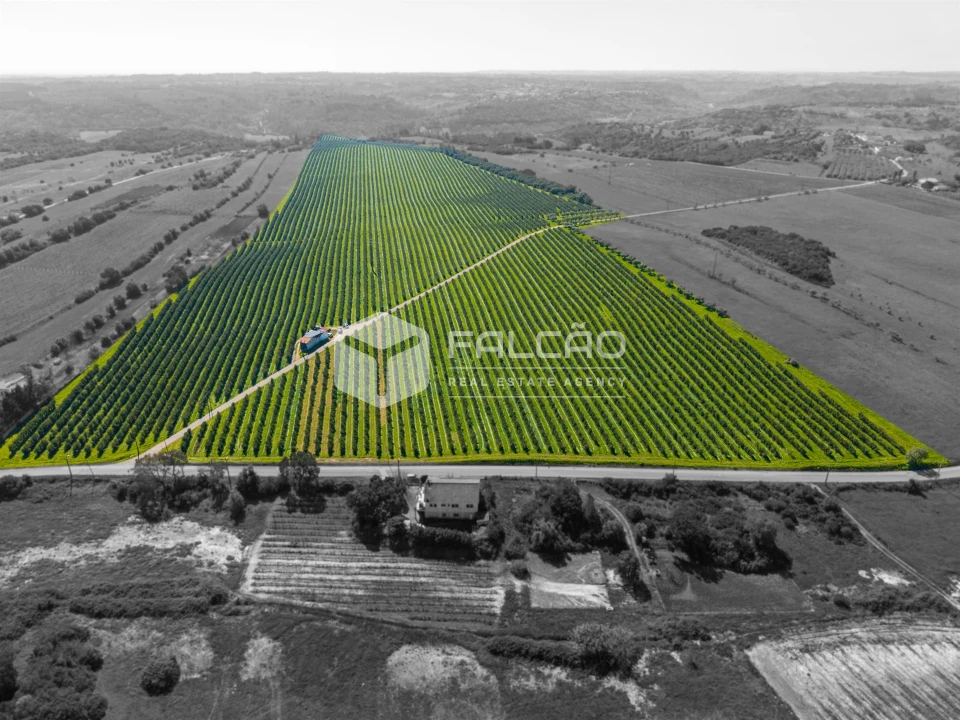 Terreno Agricola ou Rústico para Venda em Almoster Foto 23