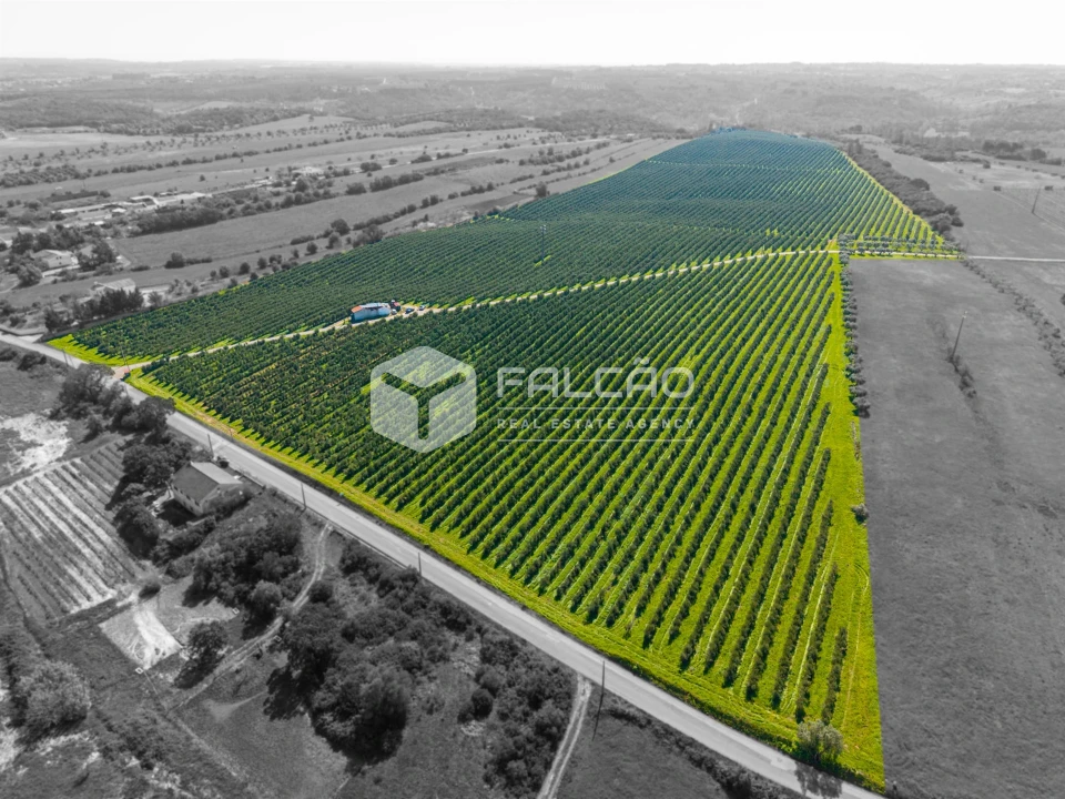 Terreno Agricola ou Rústico para Venda em Almoster Foto 25