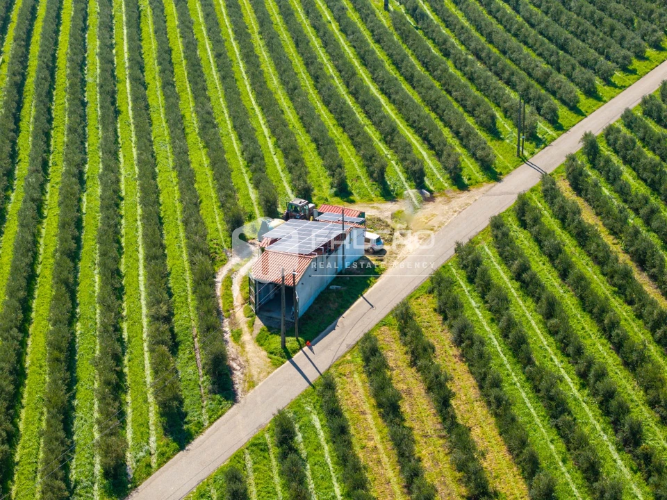 Terreno Agricola ou Rústico para Venda em Almoster Foto 1