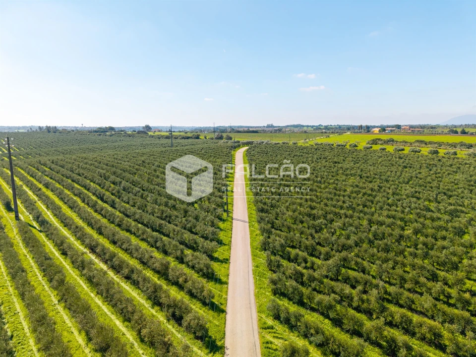 Terreno Agricola ou Rústico para Venda em Almoster Foto 29