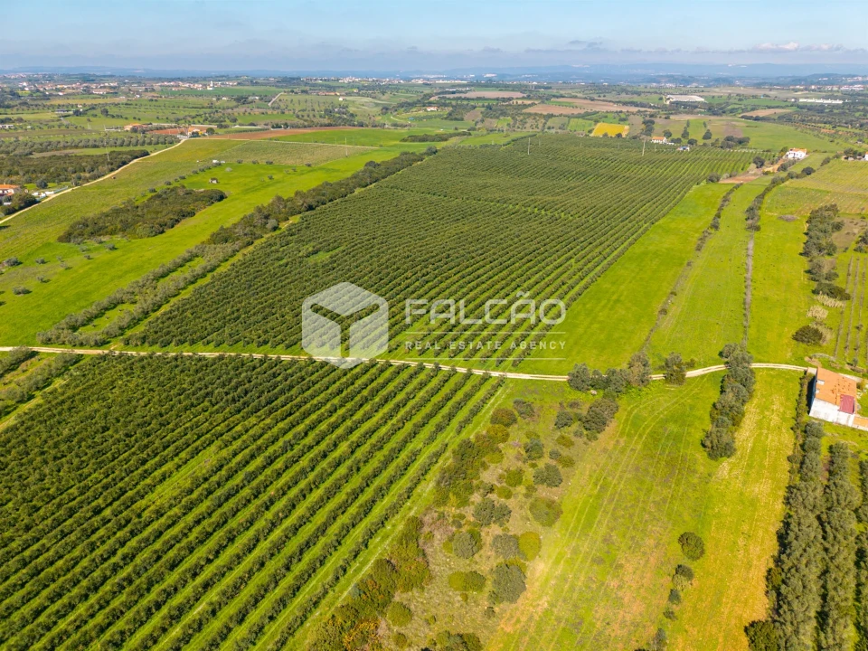 Terreno Agricola ou Rústico para Venda em Almoster Foto 16