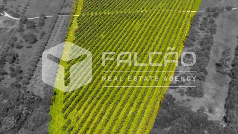Terreno Agricola ou Rústico para Venda em Almoster