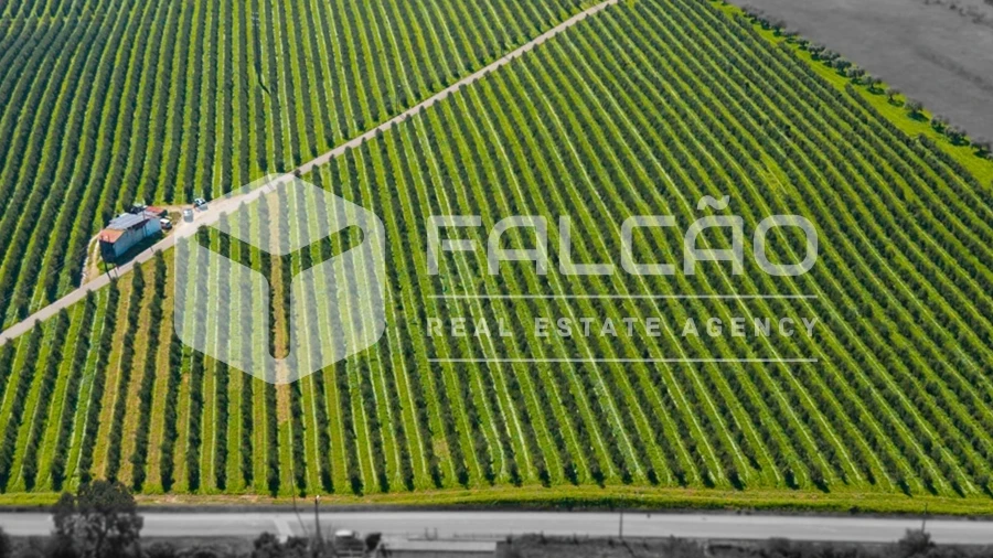 Terreno Agricola ou Rústico para Venda em Almoster