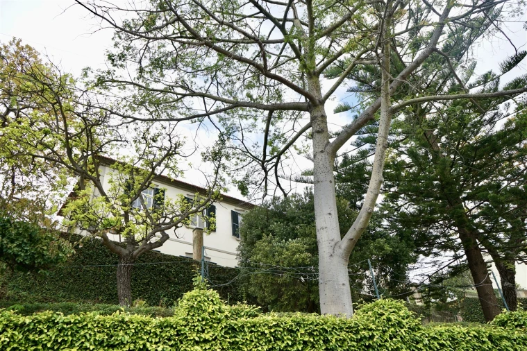 Moradia T4 para Venda em Santo Antonio Foto 38