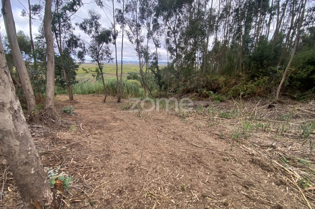Terreno para Venda em Alqueidão Foto 15