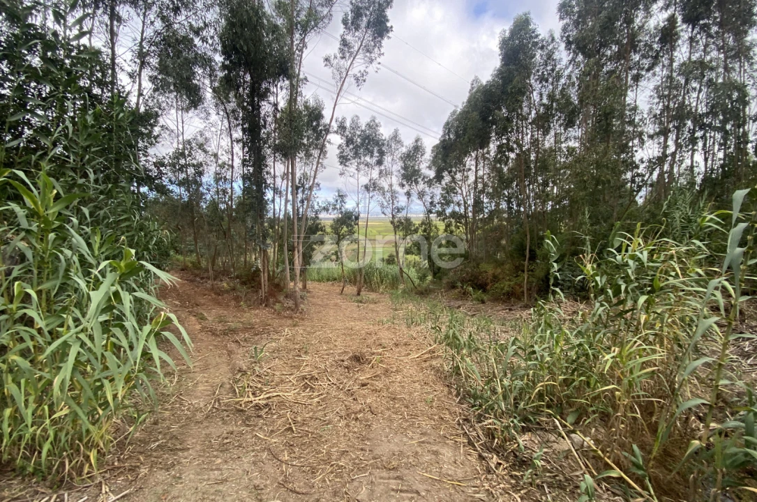 Terreno para Venda em Alqueidão Foto 17