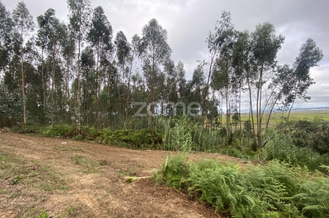 Terreno para Venda em Alqueidão Foto 18