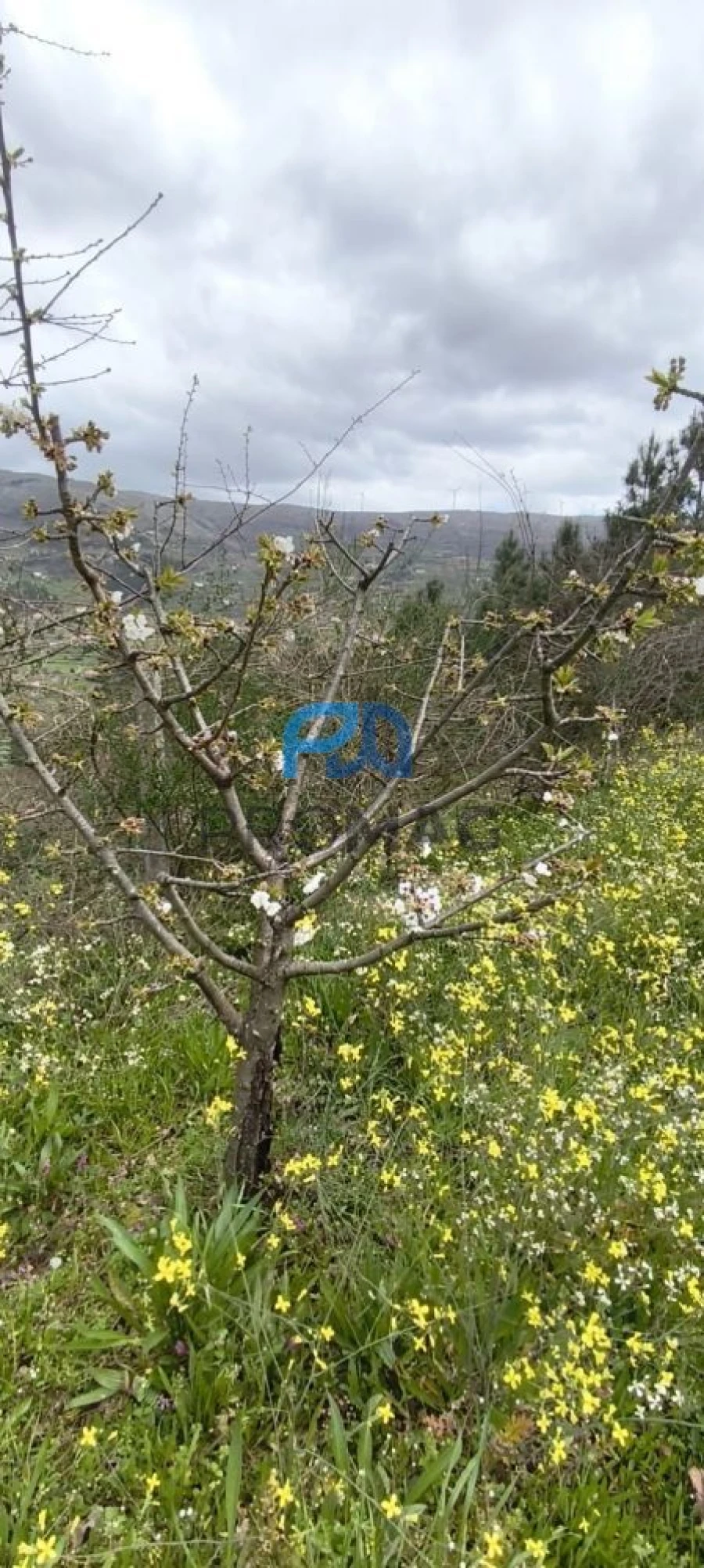 Terreno para Venda em São João de Fontoura Foto 15