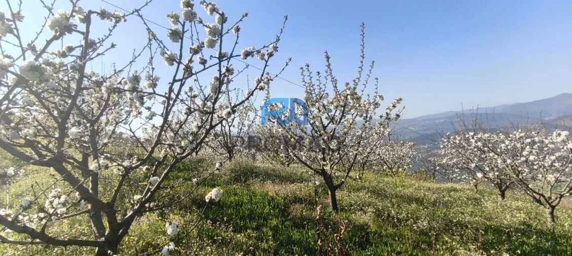 Terreno para Venda em São João de Fontoura Foto 9