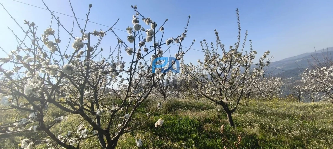 Terreno para Venda em São João de Fontoura Foto 10