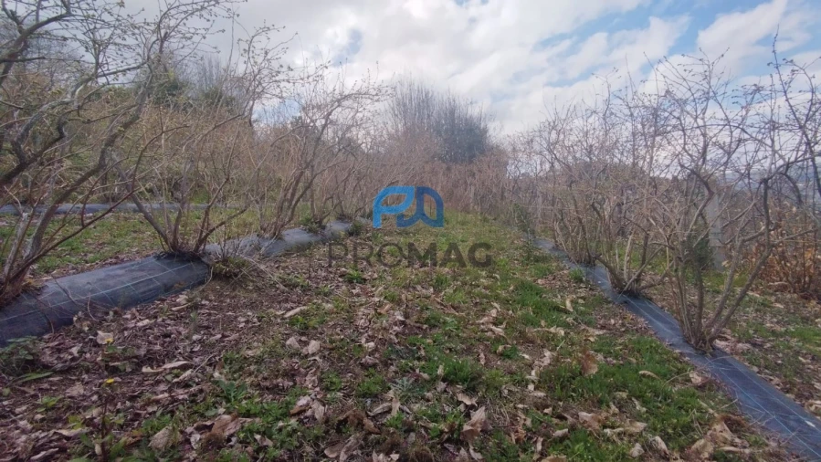 Terreno para Venda em São João de Fontoura Foto 40