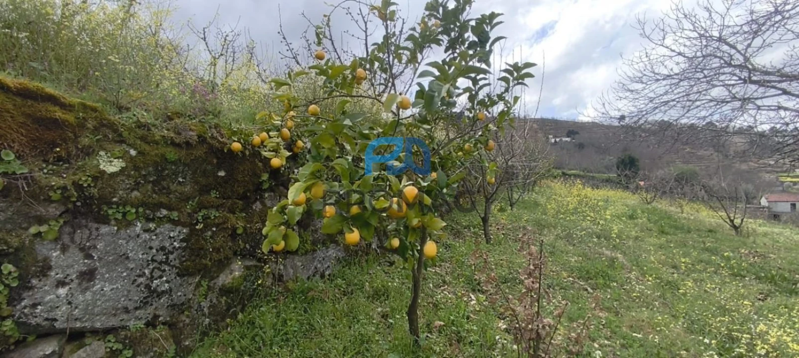 Terreno para Venda em São João de Fontoura Foto 50