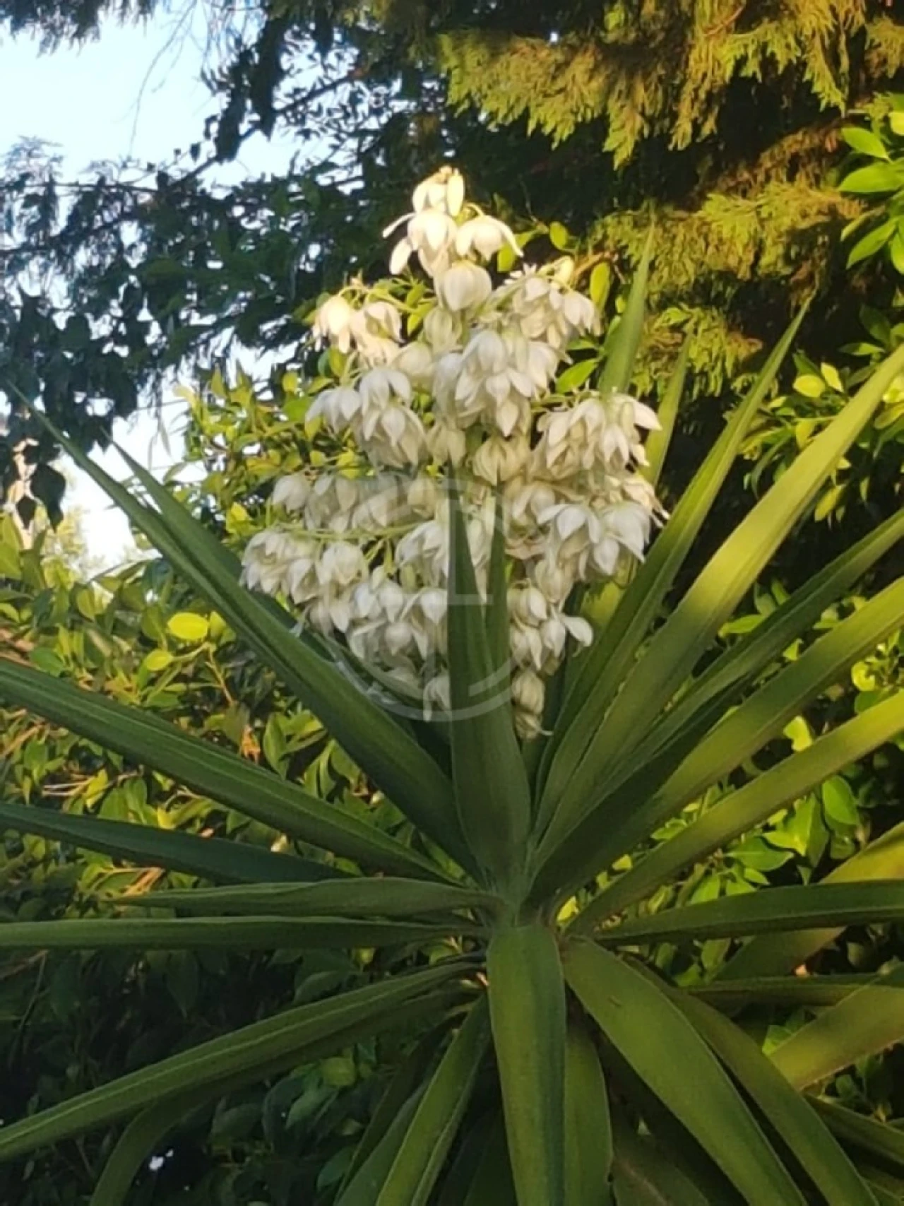 Moradia T3 para Venda em Almancil Foto 12