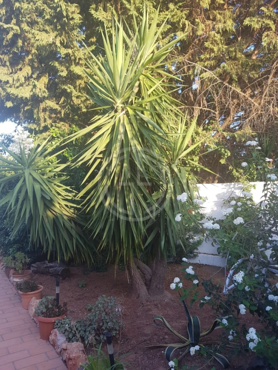 Moradia T3 para Venda em Almancil Foto 21