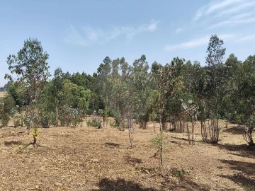 Terreno para Venda em Ossela