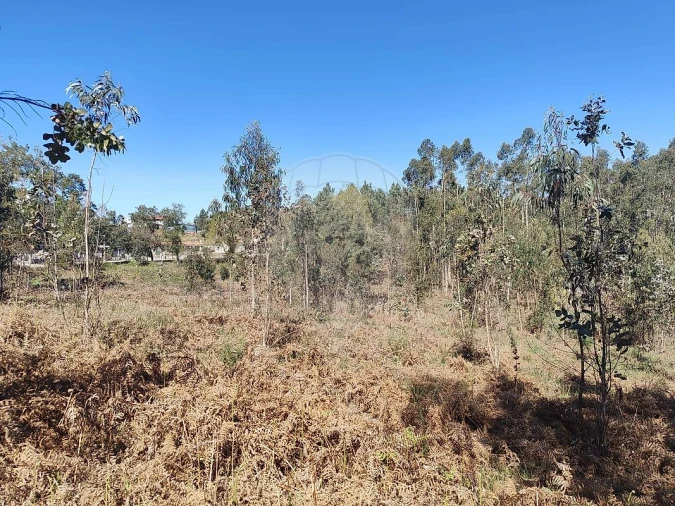 Terreno para Venda em Ossela Foto 2