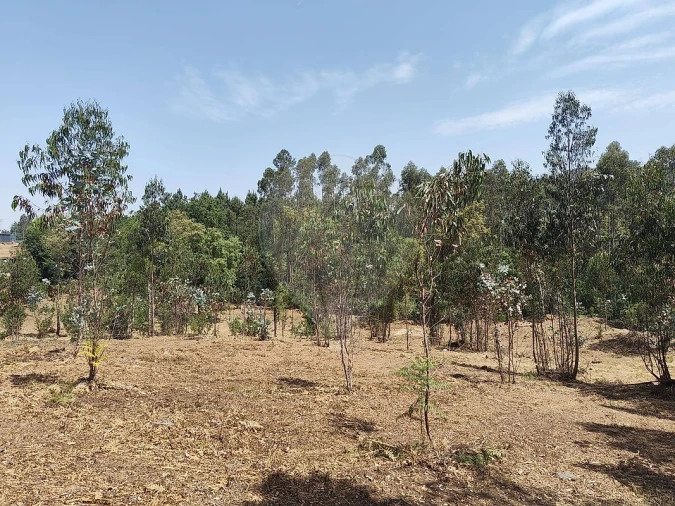 Terreno para Venda em Ossela Foto 2