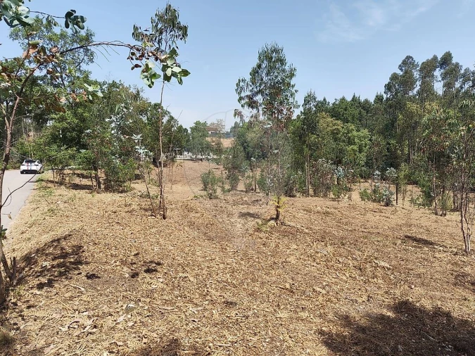 Terreno para Venda em Ossela Foto 7