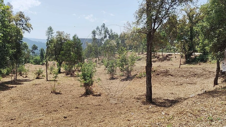 Terreno para Venda em Ossela
