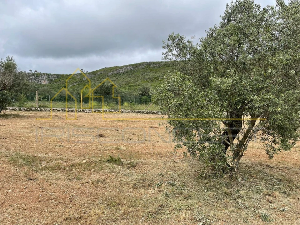Terreno para Venda em Alvados e Alcaria Foto 3