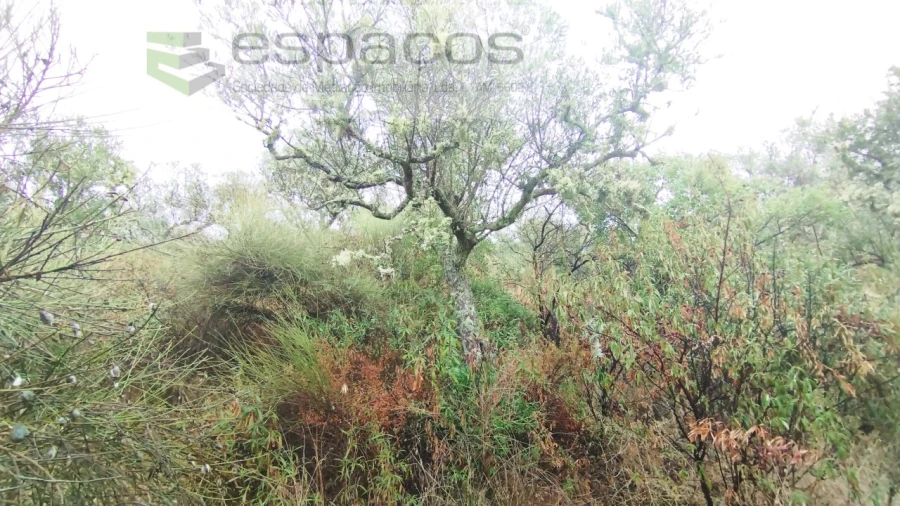 Moradia T2 para Venda em Monforte da Beira Foto 31