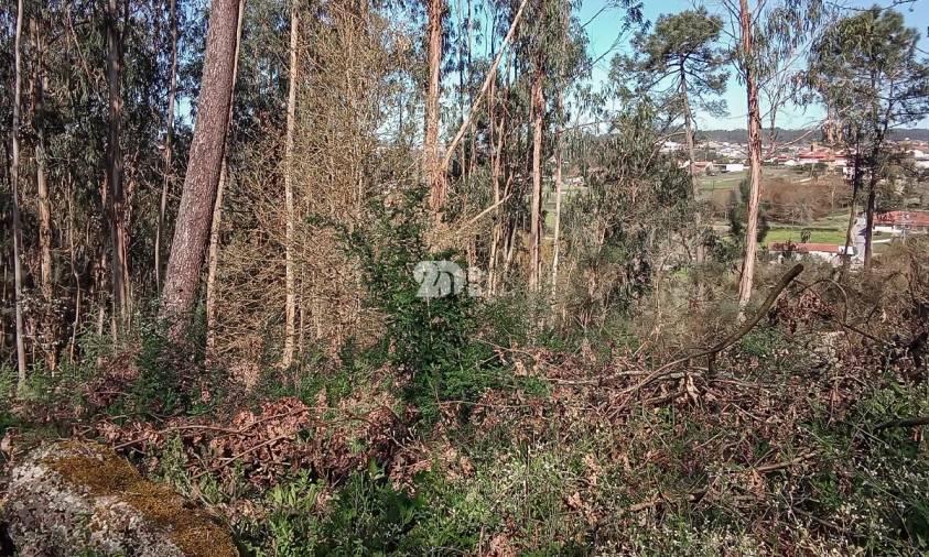 Terreno para Venda em Arnoso (Santa Maria e Santa Eulália) e Sezures Foto 4