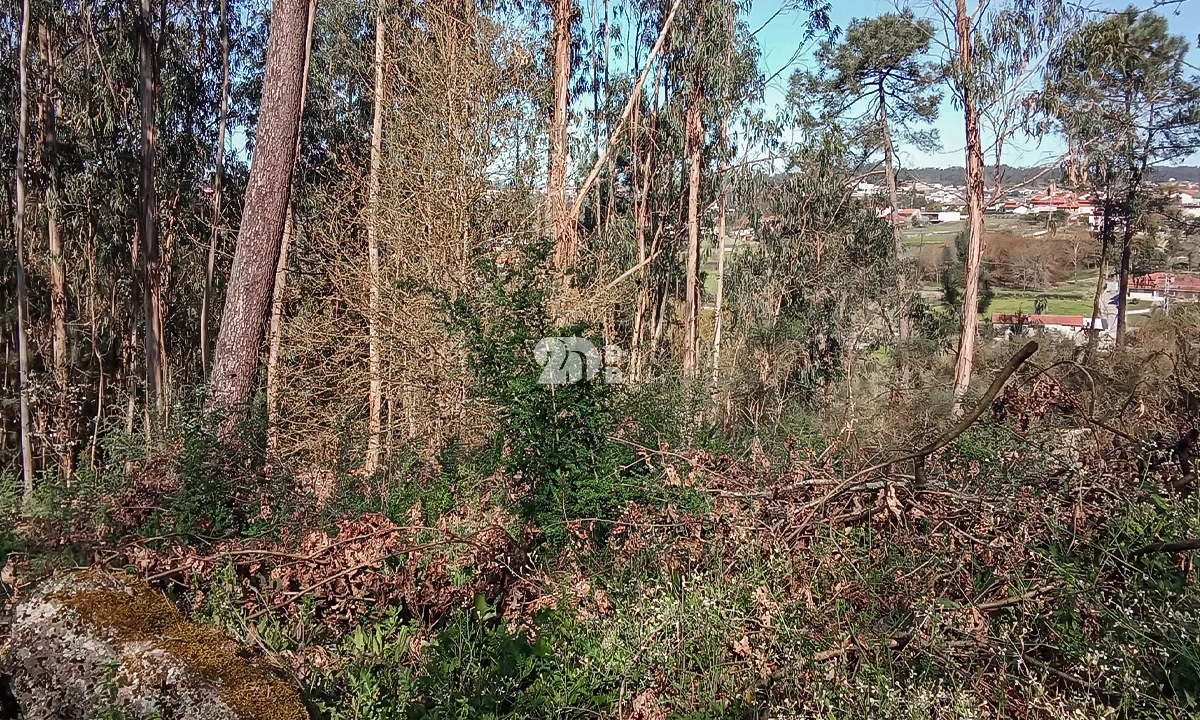 Terreno para Venda em Arnoso (Santa Maria e Santa Eulália) e Sezures Foto 4
