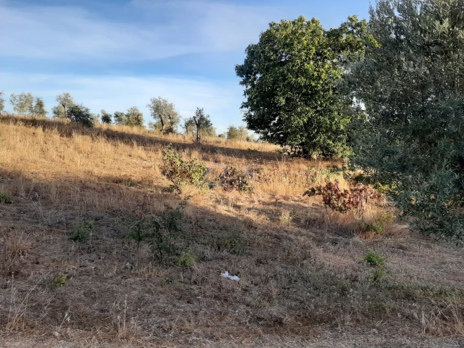 Terreno para Venda em Aguas Belas Foto 13